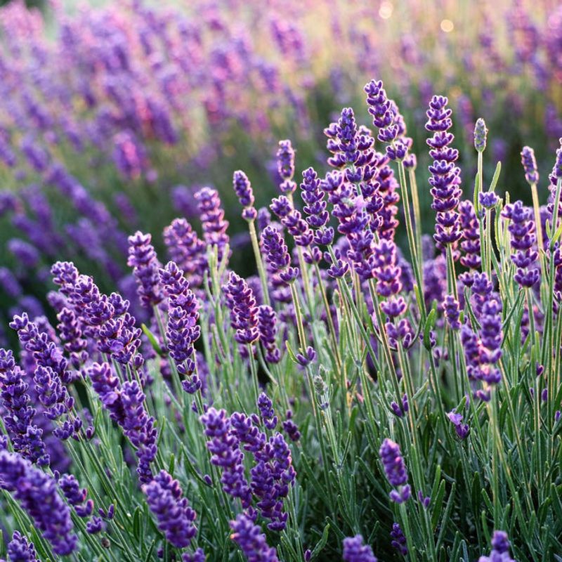 Lavandula 'Hidcote'