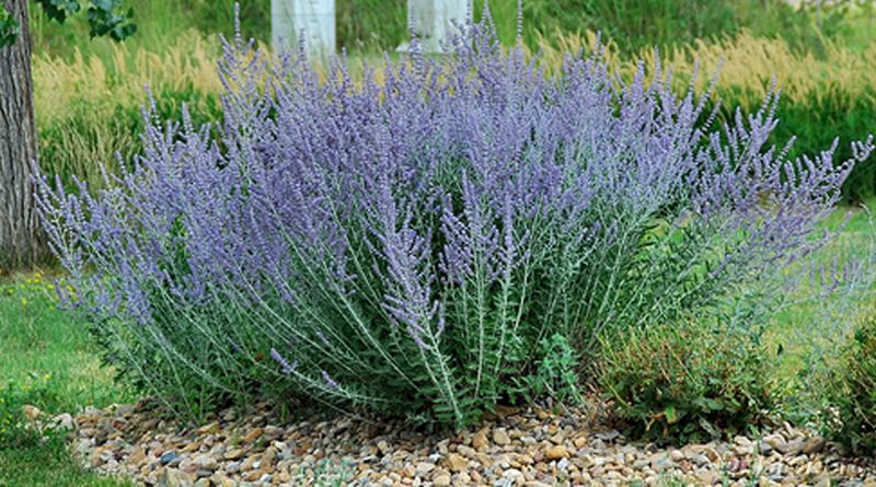 Russian Sage