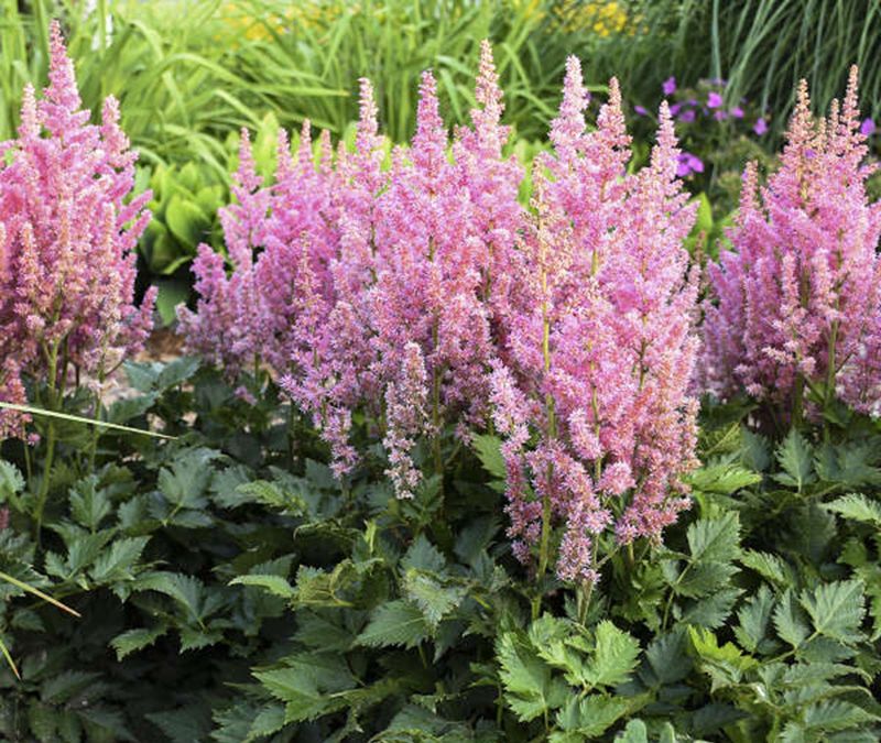 Astilbe
