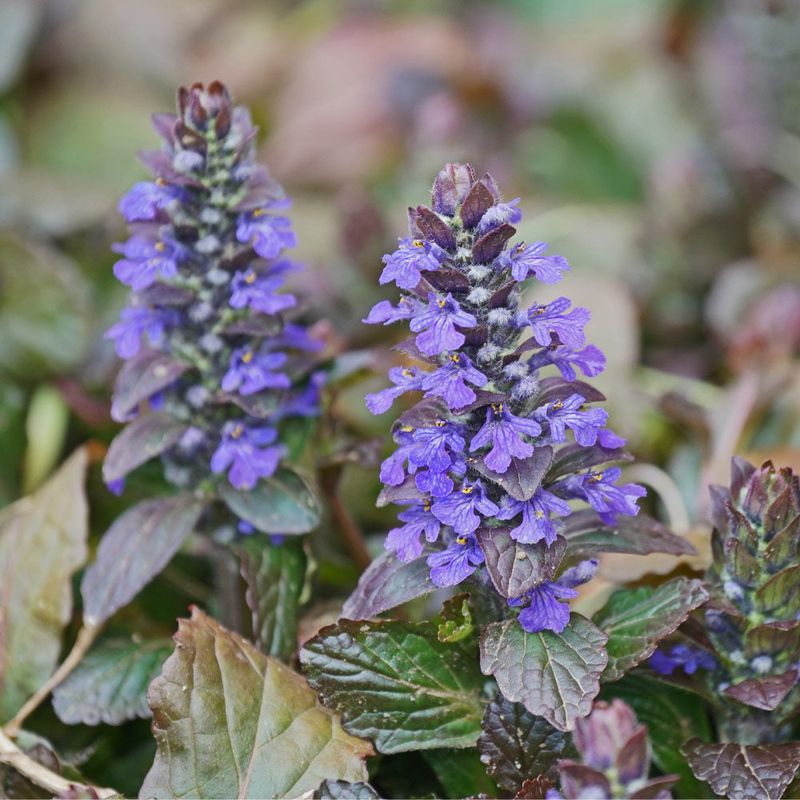Ajuga 'Chocolate Chip'