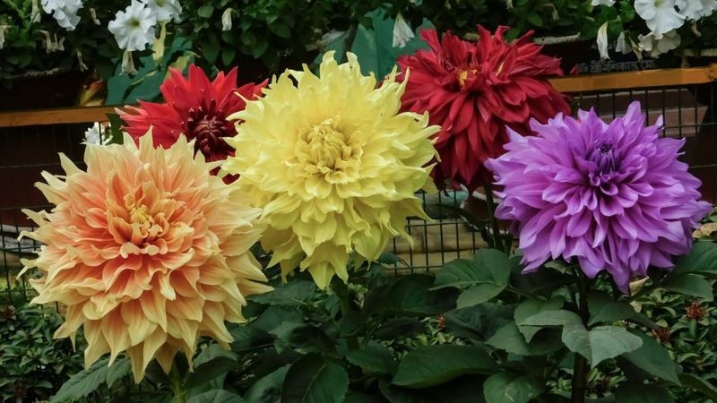Dahlia's Diverse Display