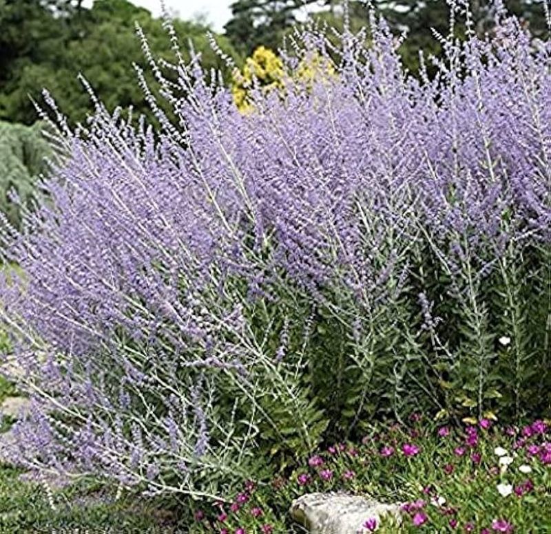 Russian Sage