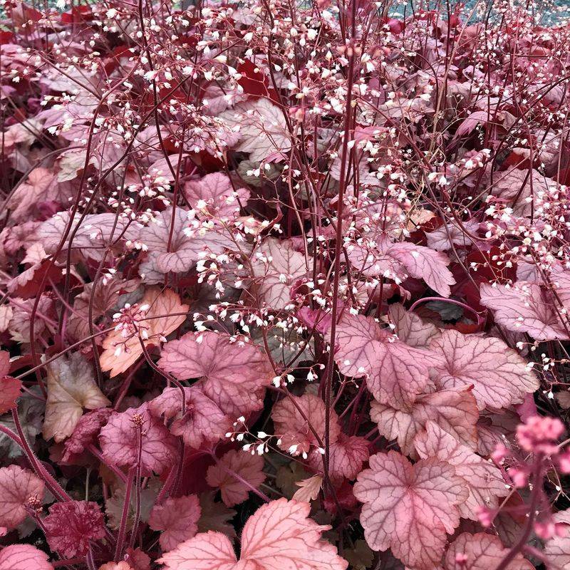 Heuchera