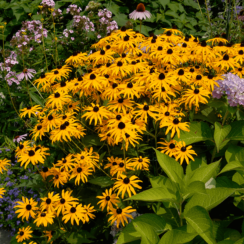 Black-Eyed Susan - Golden Rays of Reliable Sunshine