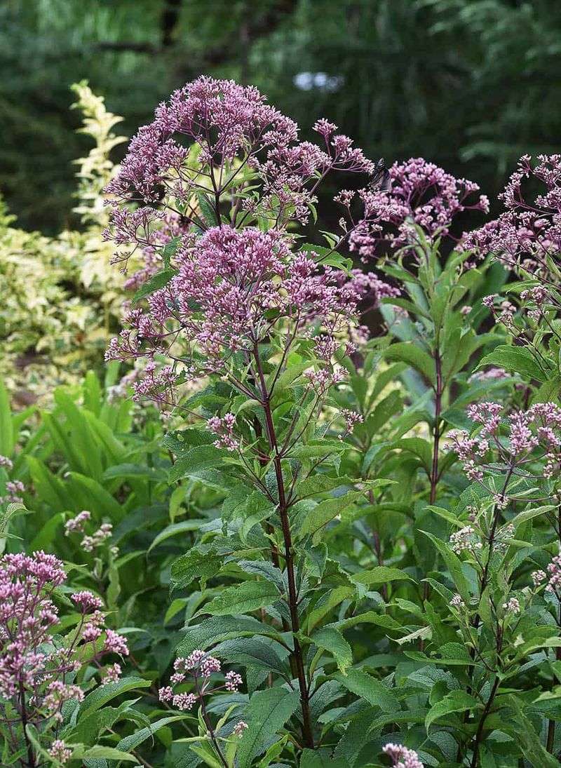 Joe-Pye Weed (Eutrochium)