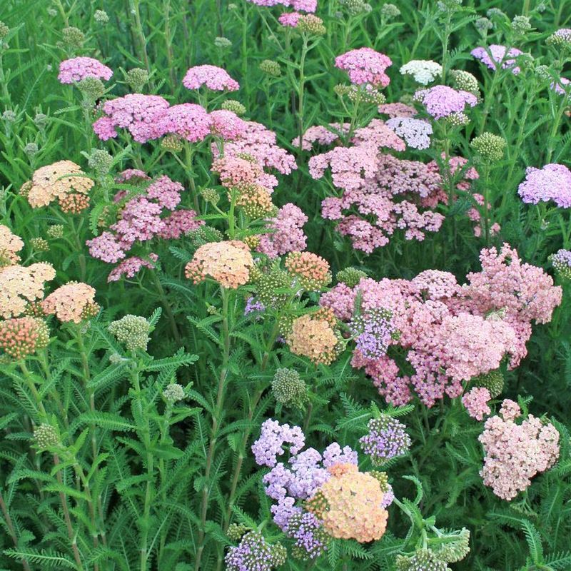 Yarrow (Achillea)