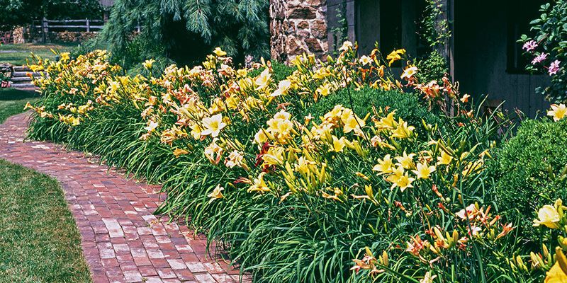 Daylily (Hemerocallis)
