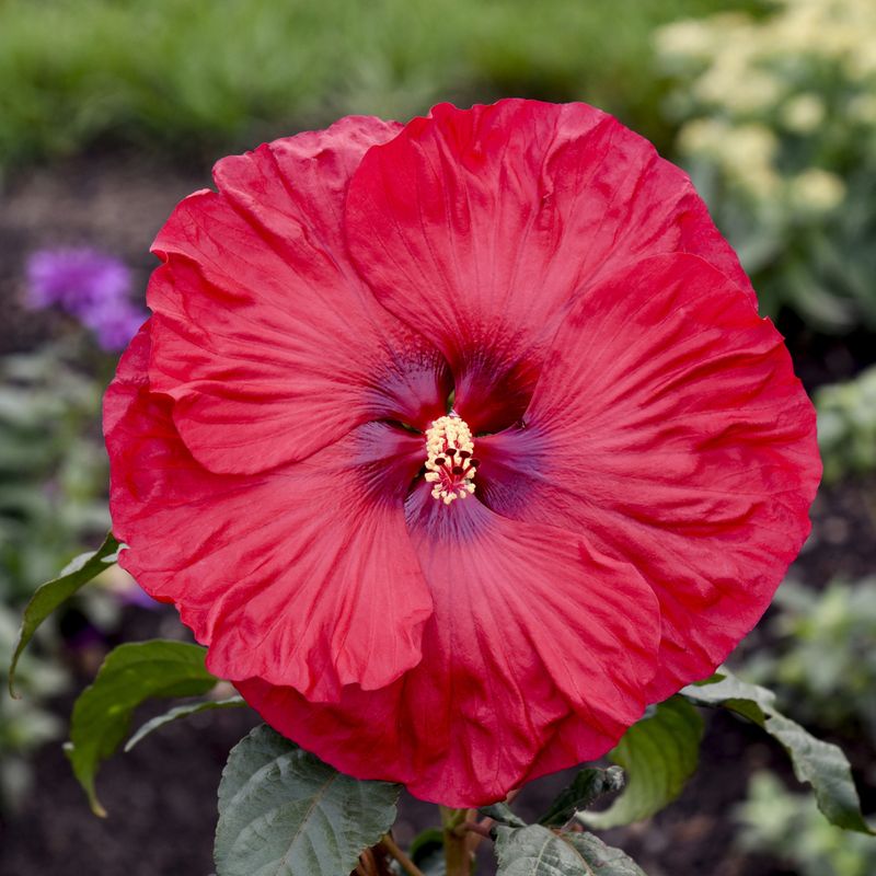 Hibiscus (Hibiscus moscheutos)