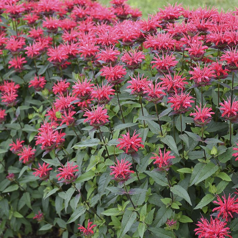 Bee Balm (Monarda)
