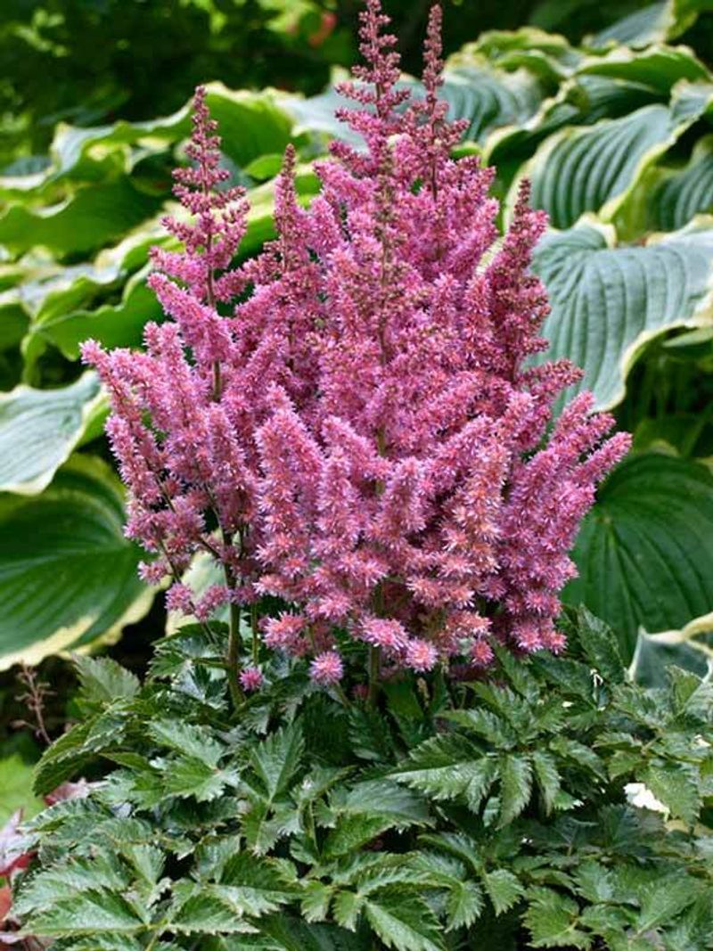 Astilbe chinensis (Chinese Astilbe)