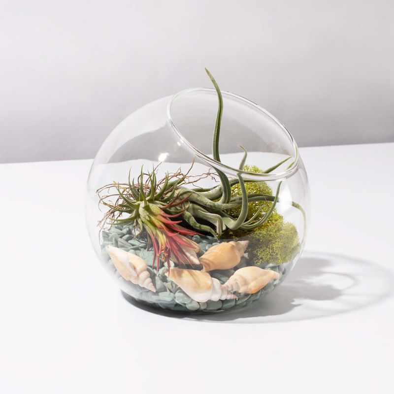 Air Plants (Tillandsia)