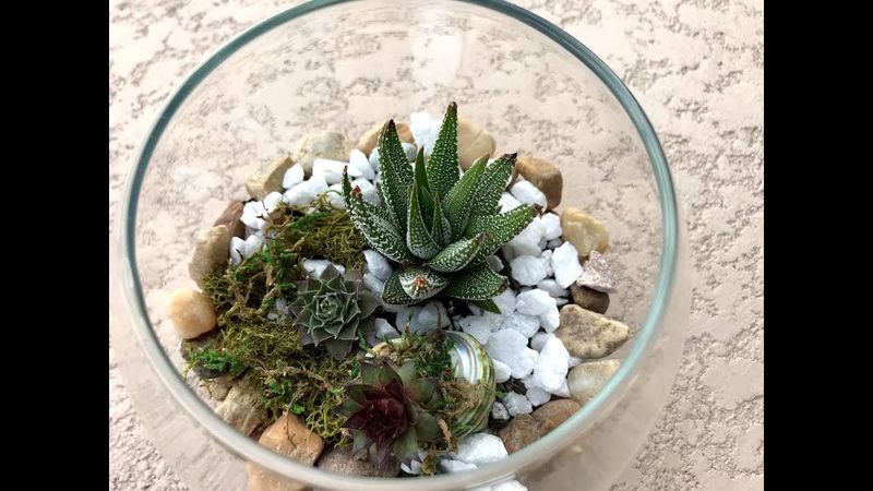 Haworthia (Zebra Plant)