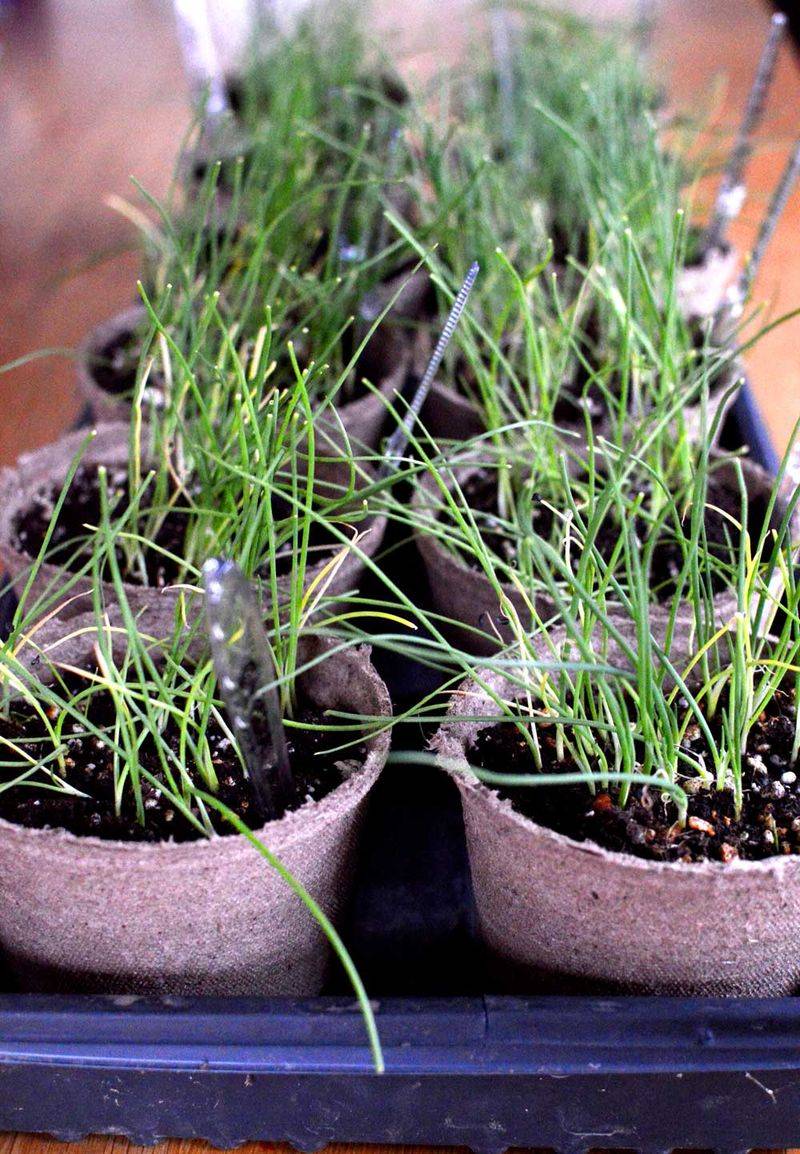 Seed Starting Indoors