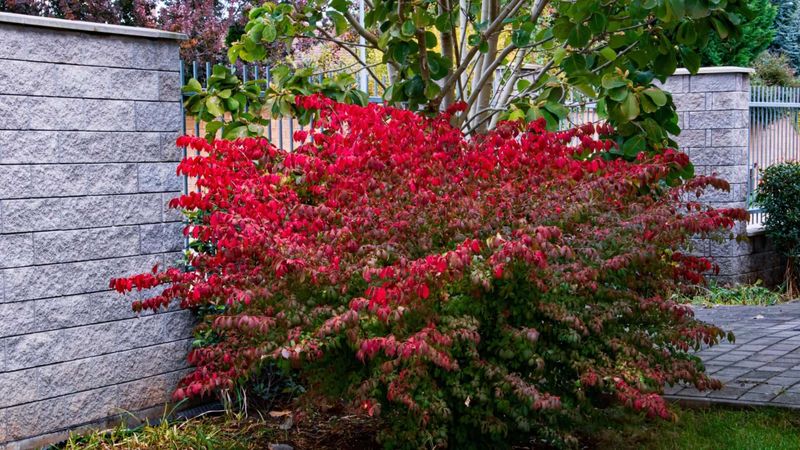 October: Burning Bush