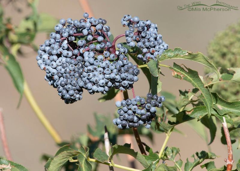 Elderberry (Sambucus)