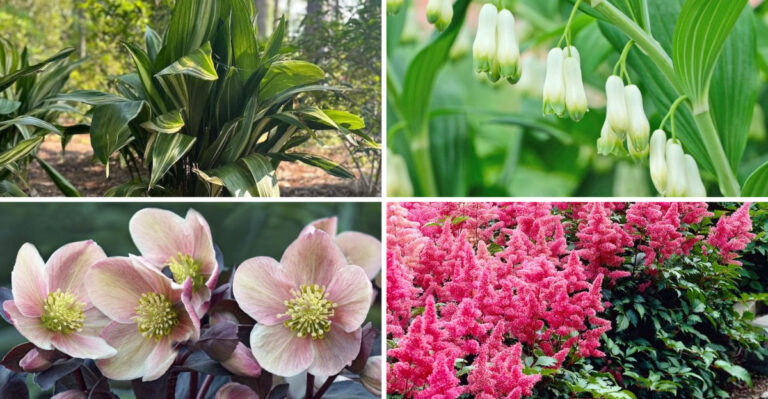 Shade Showdown: Aspidistra vs. 16 Other Front Yard Contenders