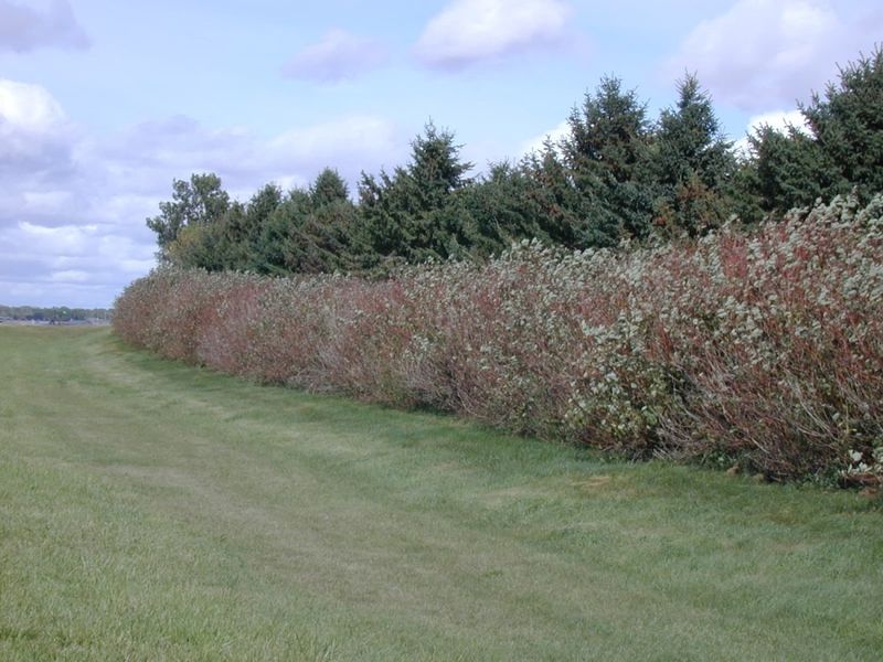 Windbreaks