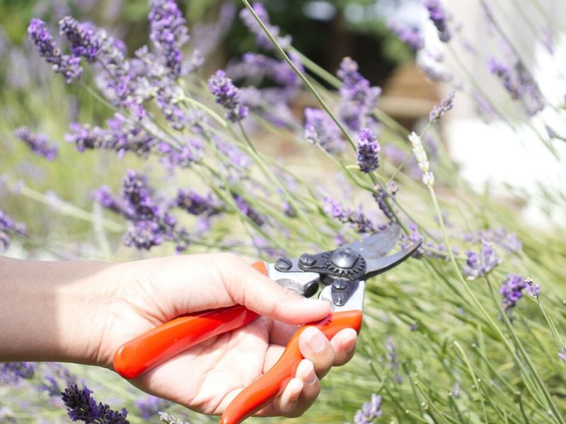 Remove Spent Flower Spikes Completely