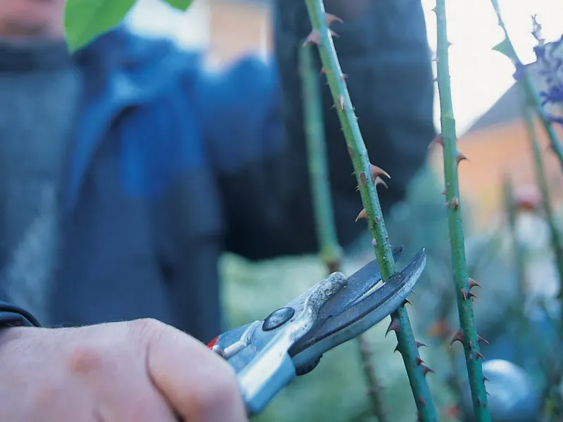 Reduces Competition Among Stems