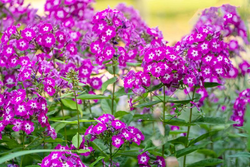 Phlox (Garden & Creeping)