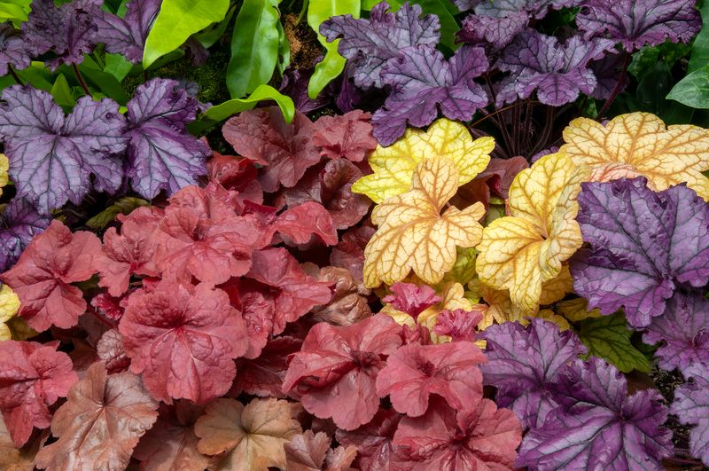 Coral Bells (Heuchera)