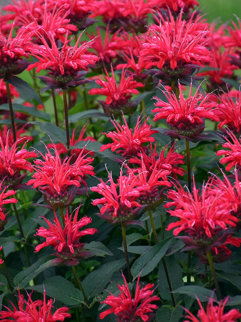 Bee Balm