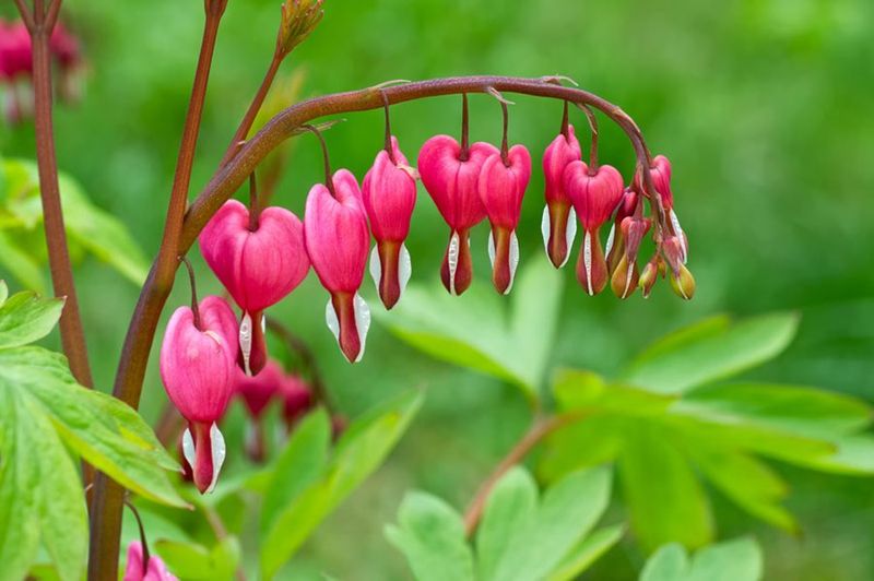 Bleeding Heart Beauty