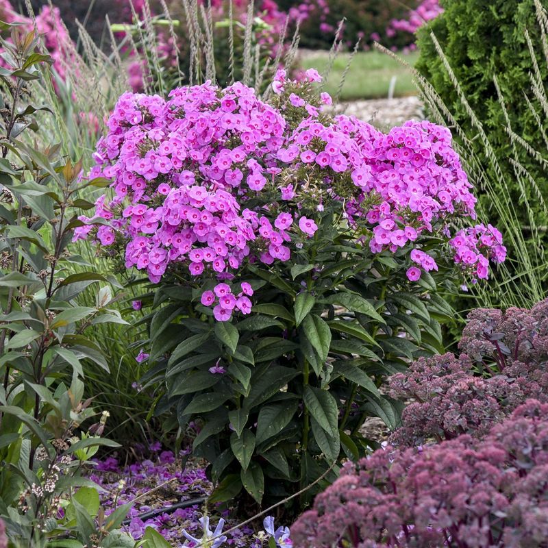 Garden Phlox (Phlox paniculata)