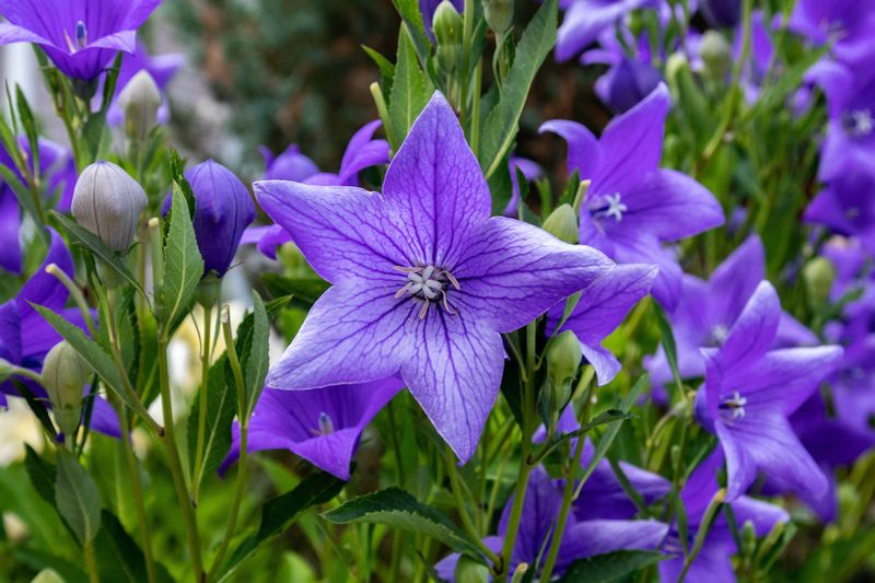 Balloon Flower (Platycodon grandiflorus)