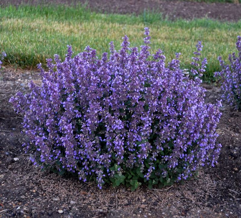 Catmint (Nepeta)