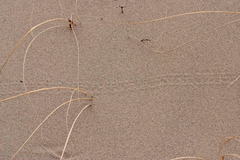 Snake Tracks or Slither Marks