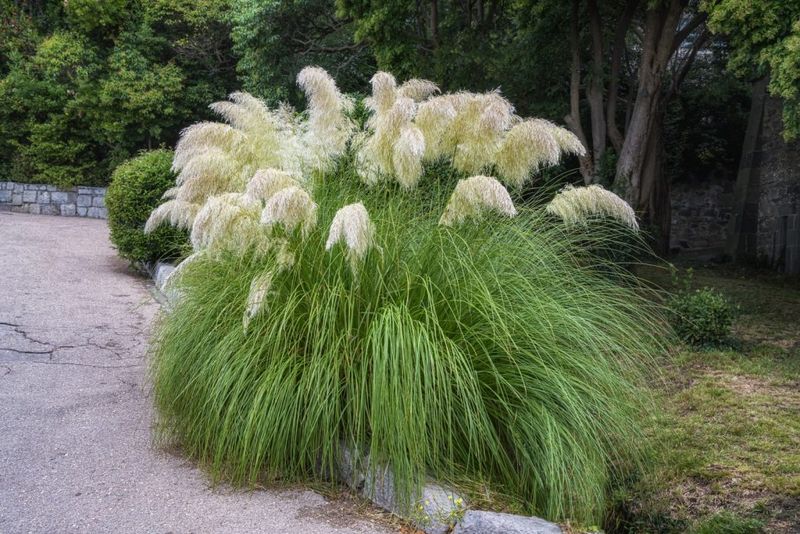 Ornamental Grasses (Like Miscanthus)