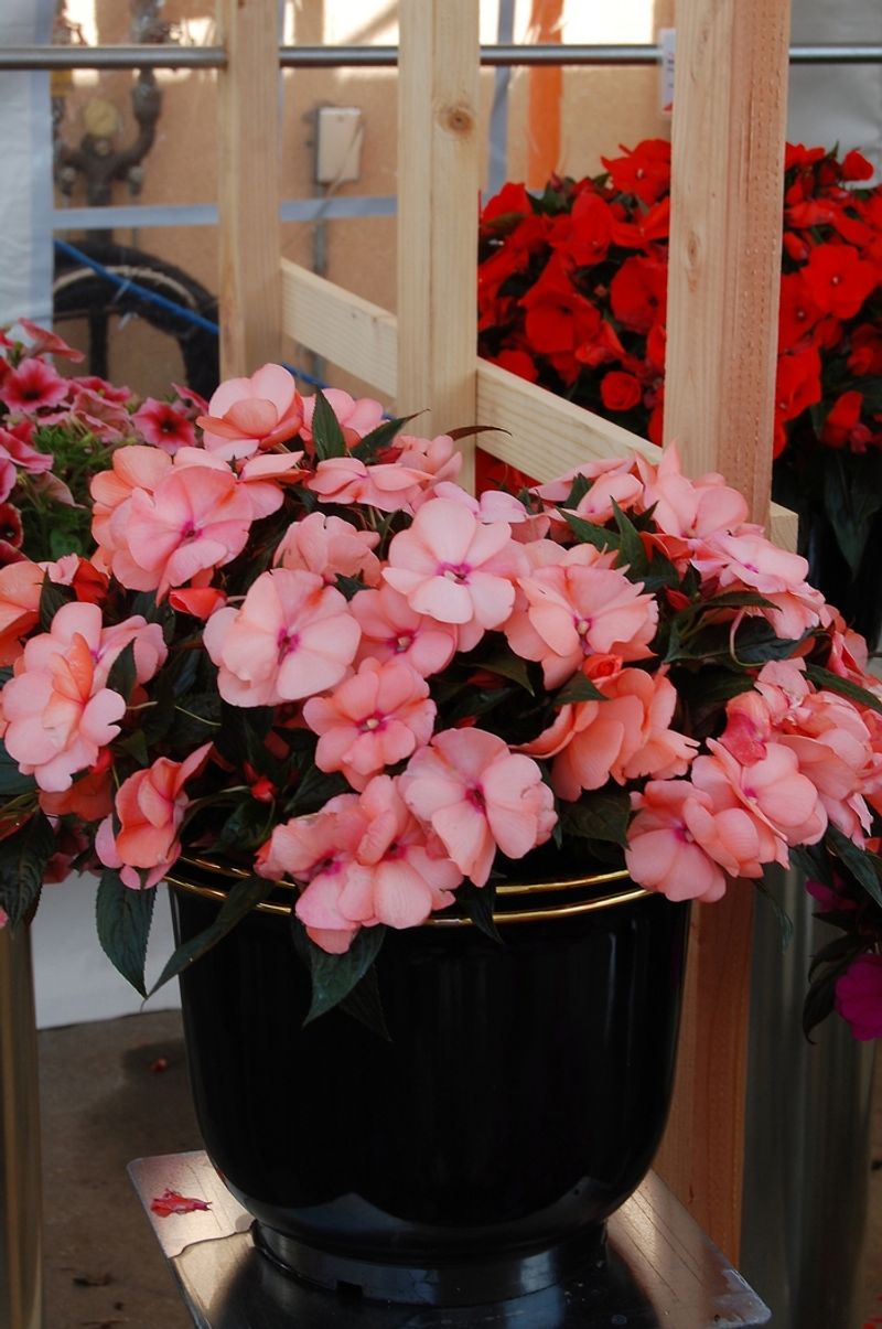 Patchwork Peach Frost