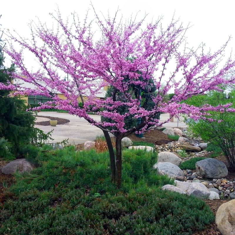 Western Redbud