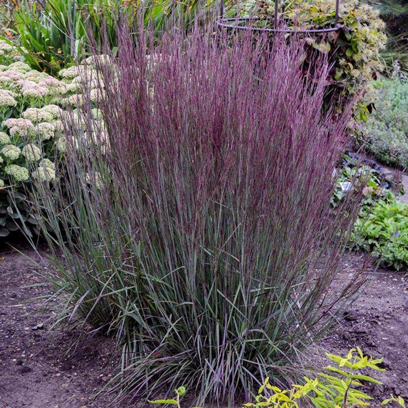 Little Bluestem (Schizachyrium scoparium)
