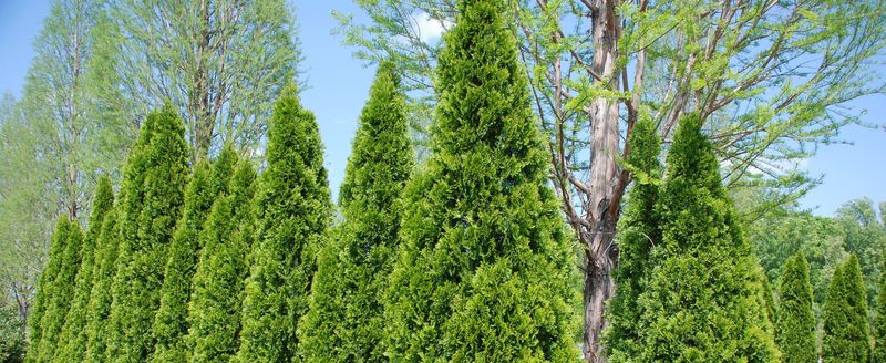 Thuja Green Giant