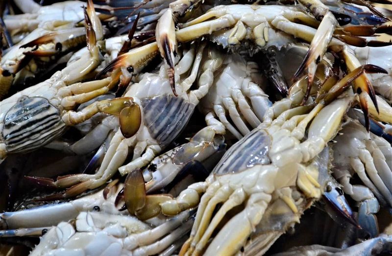 Chitosan – Crab Shells for Plant Immunity