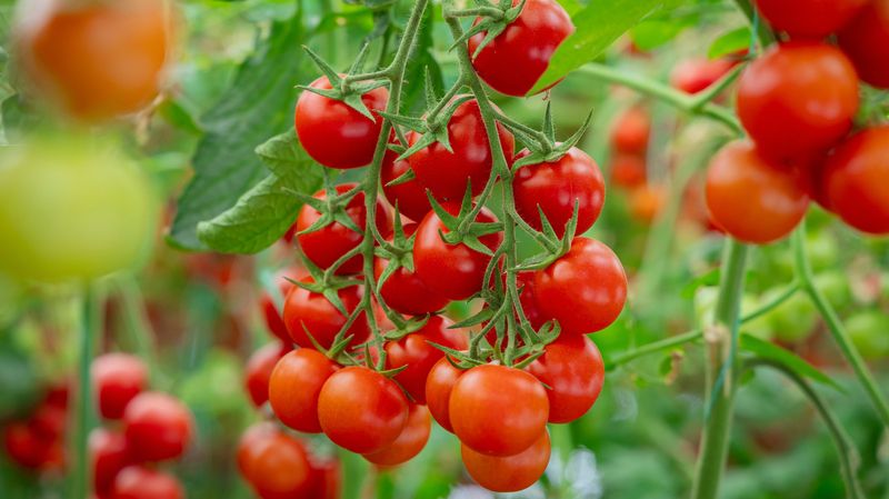 Unique Blight Resistance