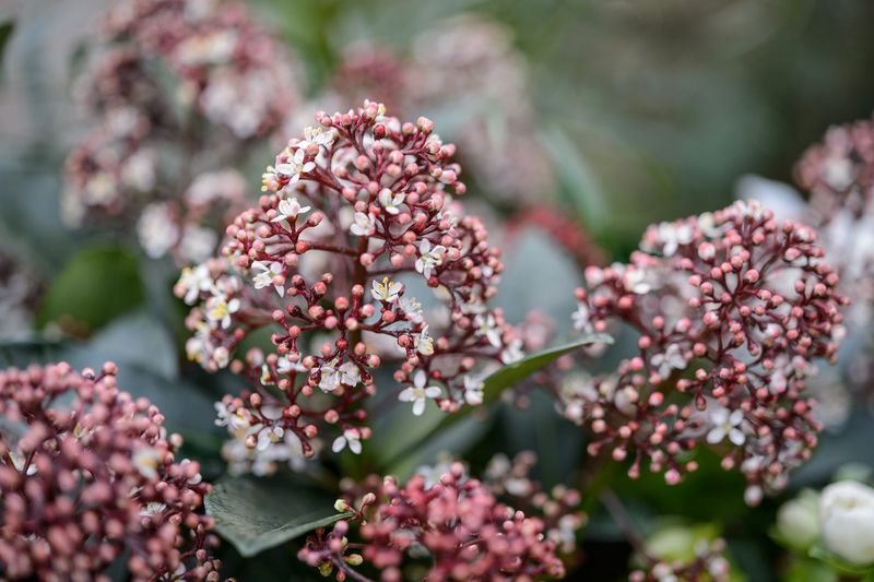 Skimmia