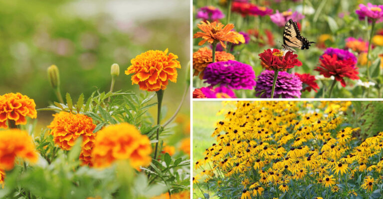 Skip Roses: 31 Stunning Plants That Bloom Longer and Need Less Care