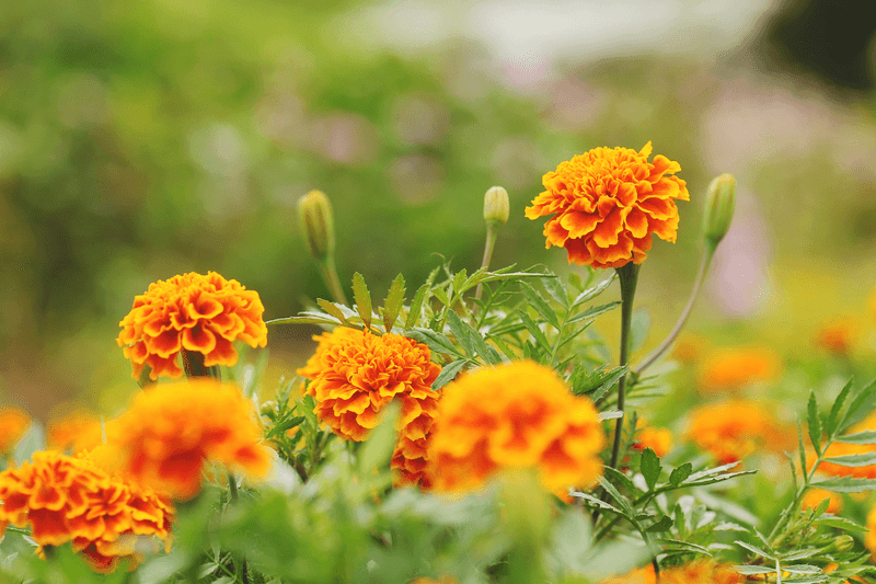 Marigolds