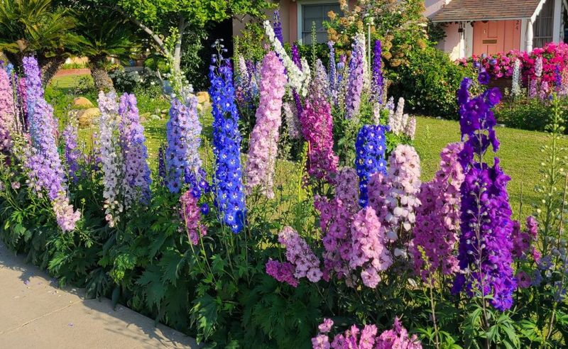 Delphinium
