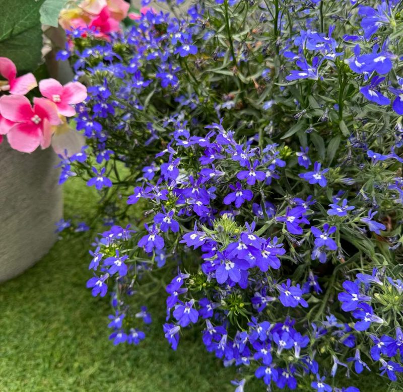 Lobelia – Stunning but wilts in heat.
