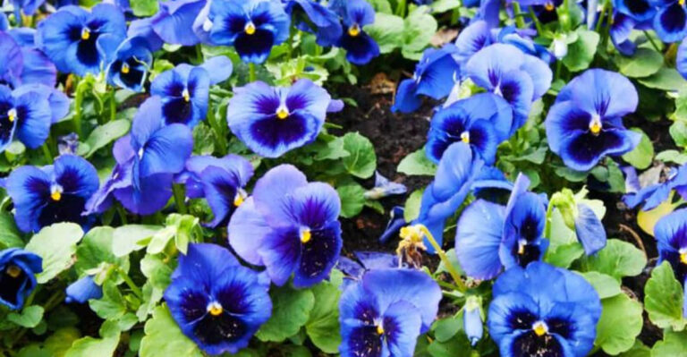 Skip These 7 Blue Annuals – Plant These 13 Blue Perennials That Last Forever