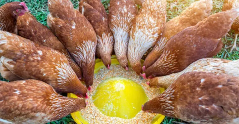 Skip These 7 Chicken Mistakes – 11 Smart Moves for New Owners Instead