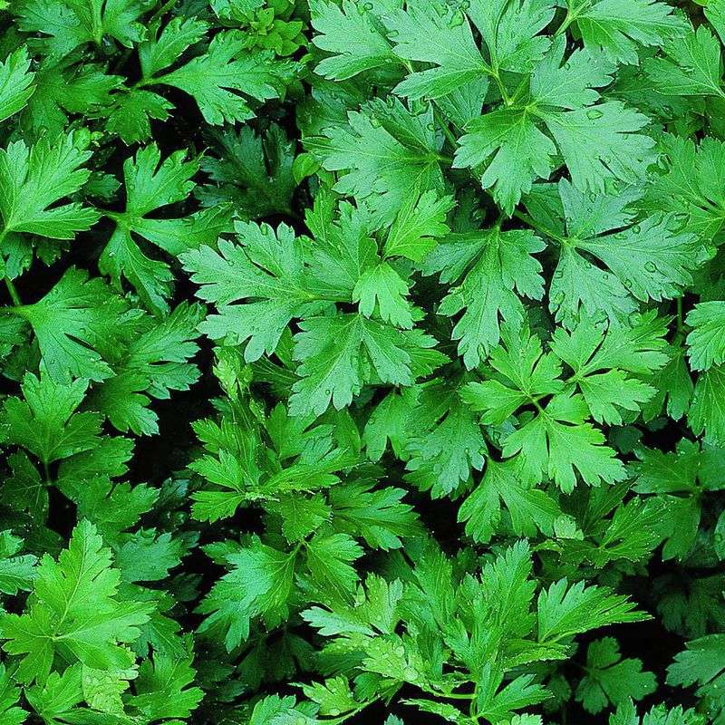 Flat-Leaf Italian Parsley