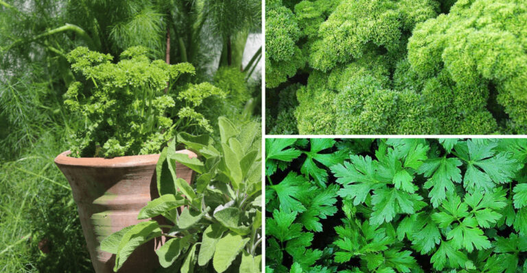 Skip These 7 Front Door Plants – Grow These 16 Parsley Varieties Instead