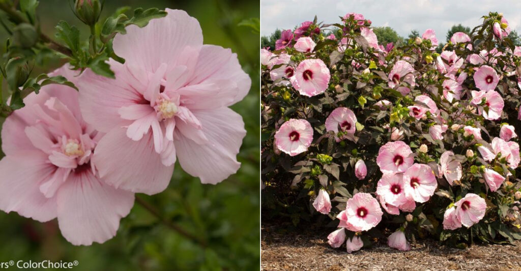 Skip These 7 Pink Shrubs – Plant These 7 Stunning Alternatives Instead