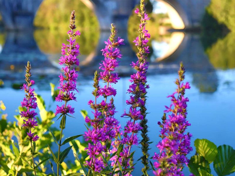 Purple Loosestrife (Lythrum salicaria)