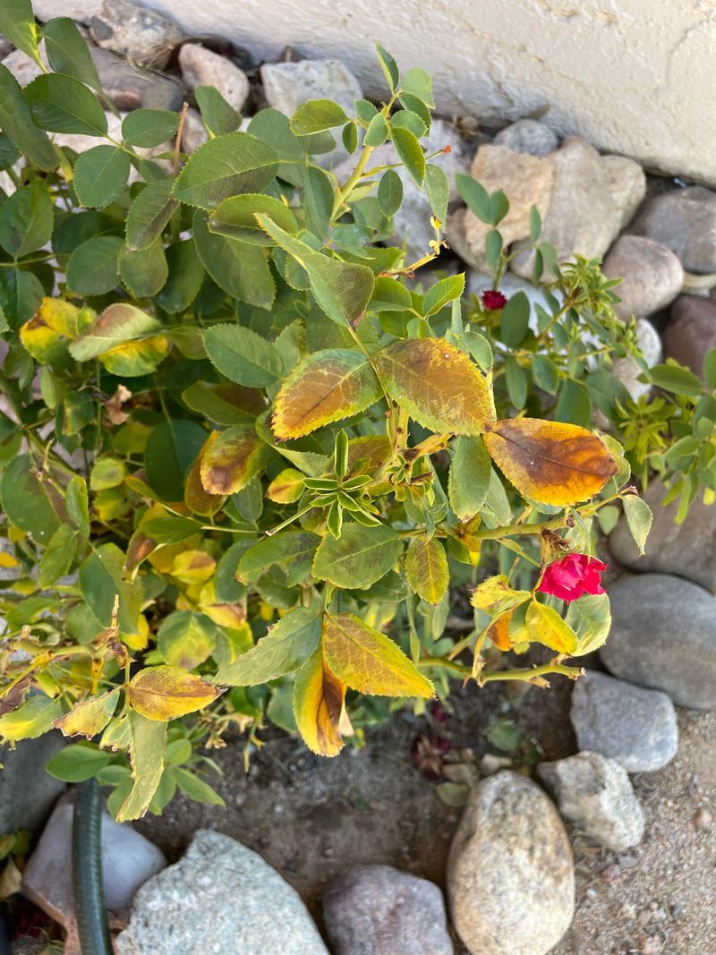 Overwatering or poor drainage